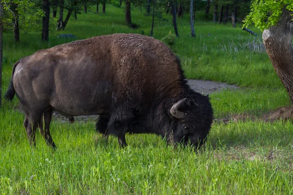 成年雄性美洲野牛 — 图库照片