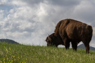 erkek buffalo