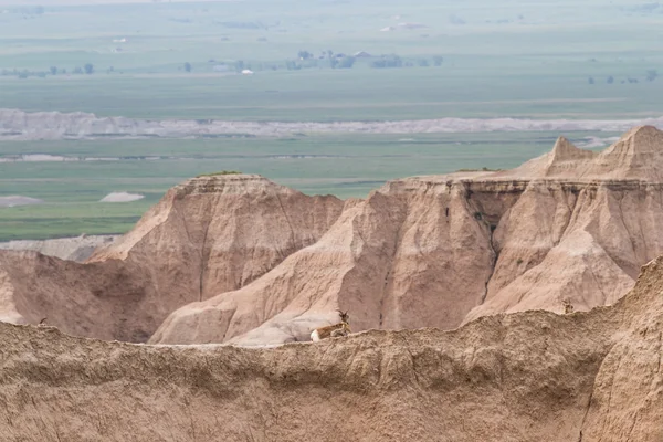 Chèvre de montagne sur une colline — Photo