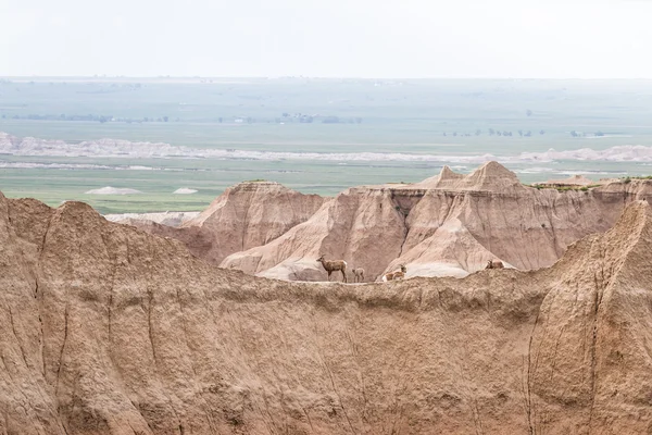 Горный козел на склоне холма — стоковое фото