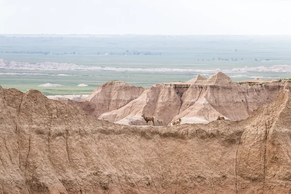 Bir yamaca dağ keçisi — Stok fotoğraf