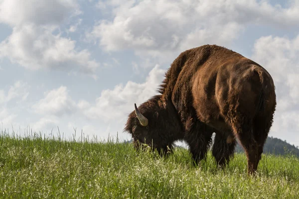 Male buffalo — Stock Photo, Image