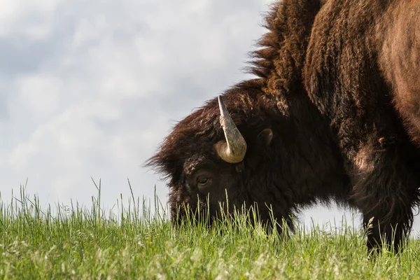 Erkek buffalo — Stok fotoğraf