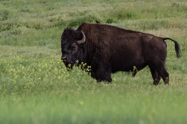 Male buffalo — Stock Photo, Image