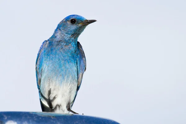 Mountain Bluebird — Stockfoto