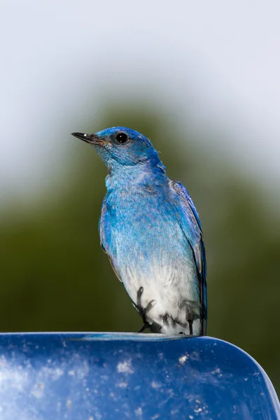 Mountain bluebird — Stock Photo, Image