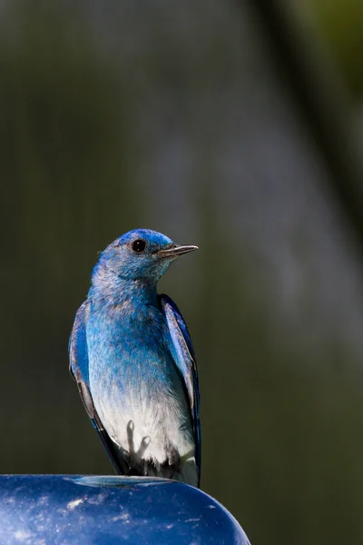 Mountain bluebird — Stock Photo, Image