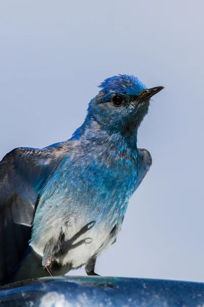 Mountain bluebird — Stock Photo, Image