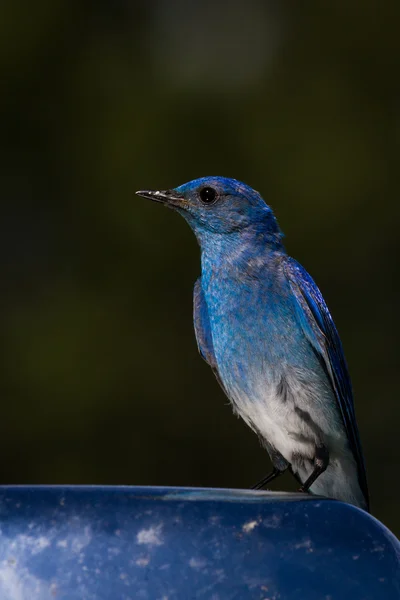 Mountain bluebird — Stock Photo, Image