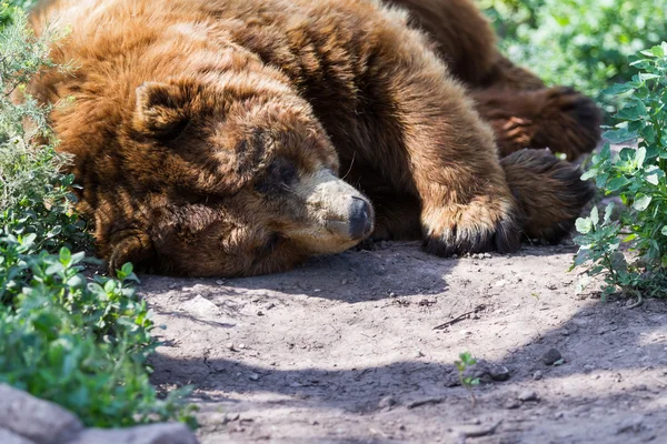 Взрослый бурый медведь — стоковое фото