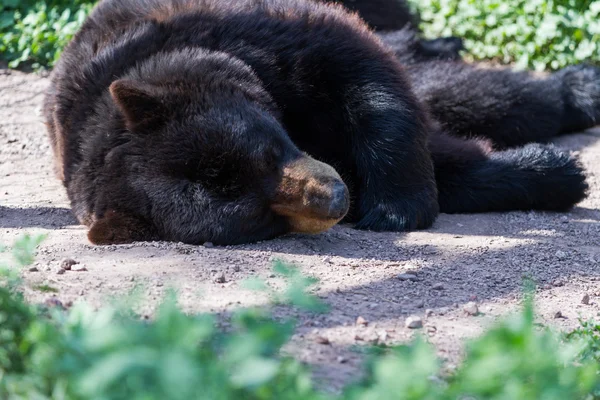 Urso preto adulto — Fotografia de Stock