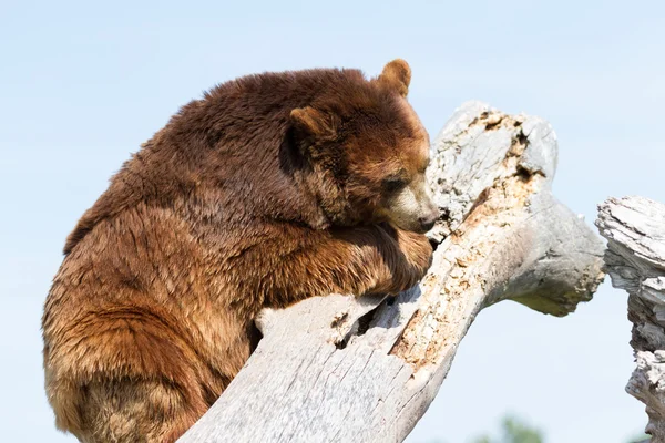 Erwachsener Braunbär — Stockfoto