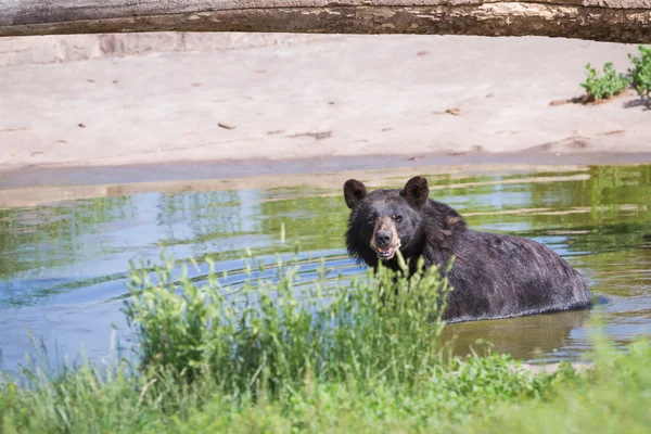 Взрослый черный медведь — стоковое фото