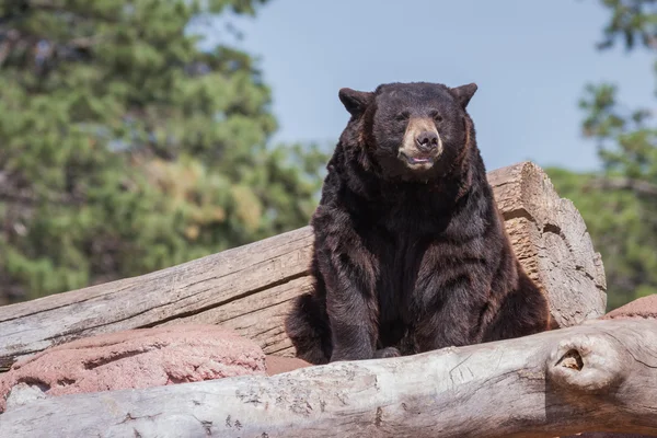 Dorosły black bear — Zdjęcie stockowe