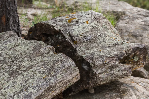 Versteinertes Holz — Stockfoto