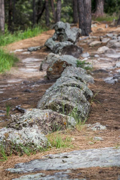 Legno pietrificato — Foto Stock