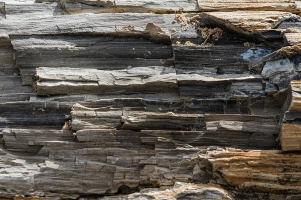 Petrified wood — Stock Photo, Image