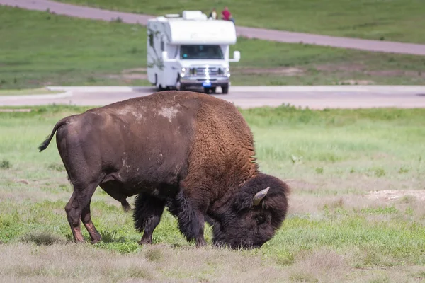 Bisonte o búfalo — Foto de Stock