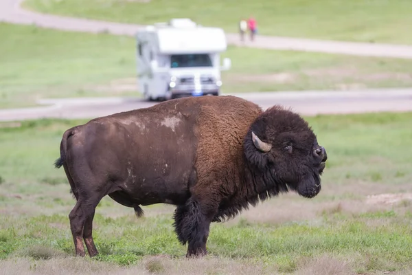 Bisonte o búfalo — Foto de Stock