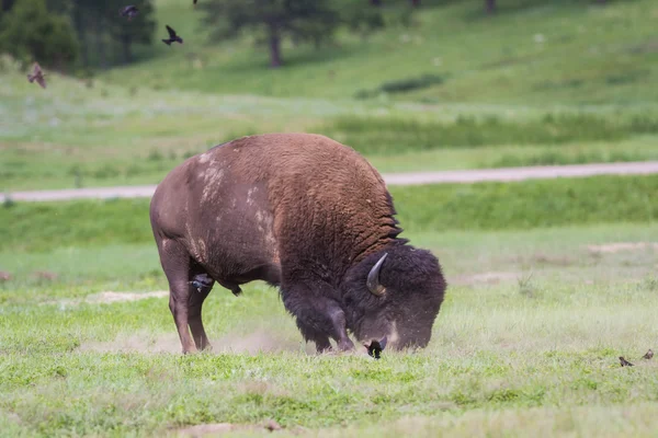 Bisões ou búfalos — Fotografia de Stock