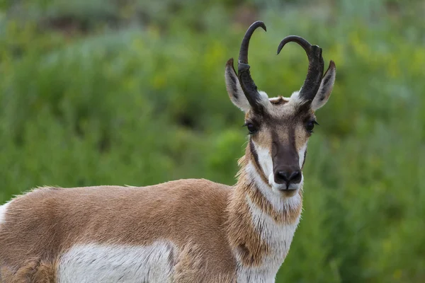 Zinke Horn Antilope — Stockfoto