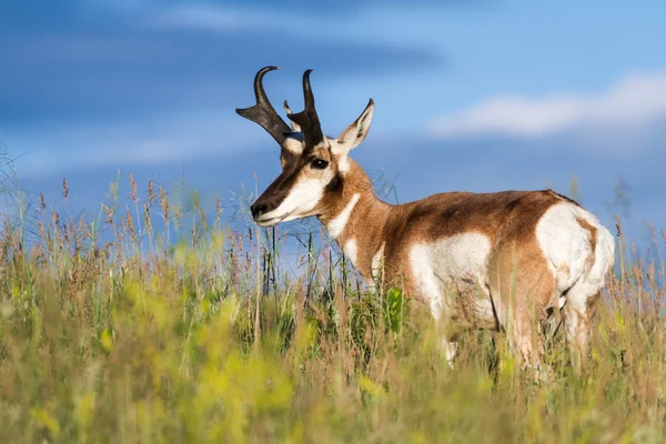 Antilope a corno appuntito — Foto Stock