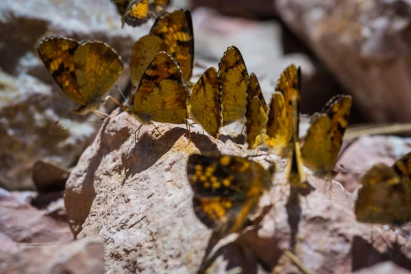Gouden vlinders — Stockfoto