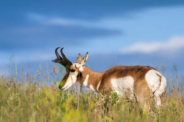 Antilope a corno appuntito — Foto Stock