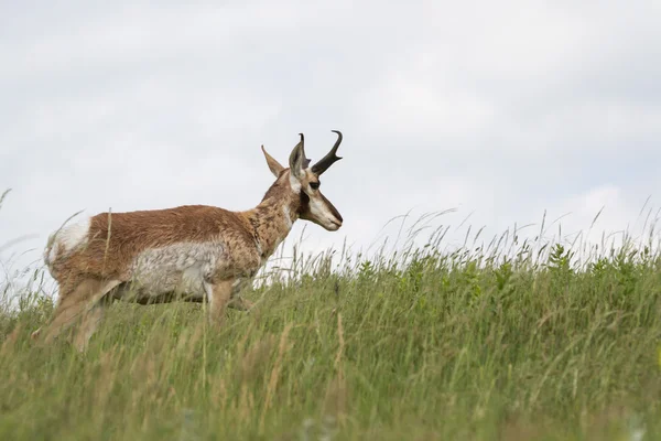 Špice roh antilopy — Stock fotografie