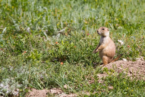 Black tailed prairie dog — Stock Photo, Image