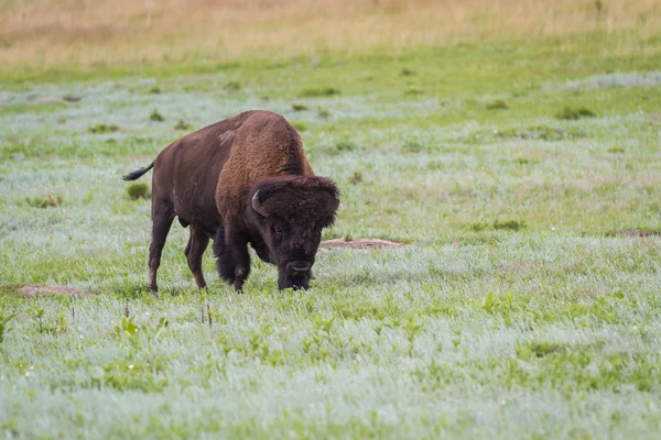 Bisonte o búfalo — Foto de Stock