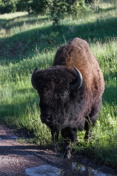 Volwassen mannelijke bison of bufalo — Stockfoto