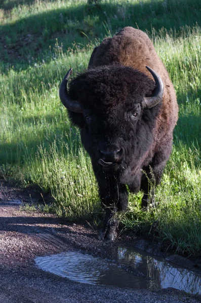 Dospělých mužů bison nebo bufalo — Stock fotografie