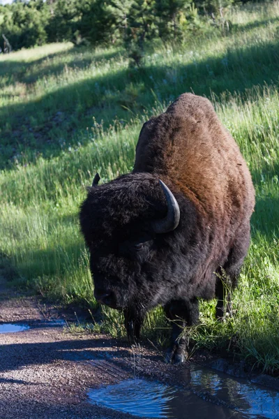 Bisonte o bufalo macho adulto —  Fotos de Stock