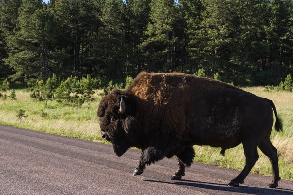 Adult male bison or bufalo — Stock Photo, Image