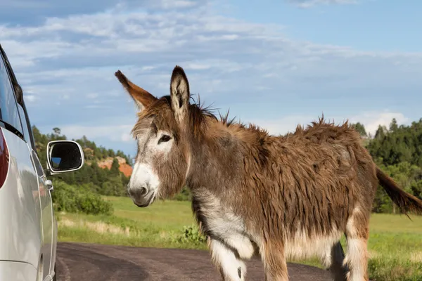 Burro salvaje amistoso — Foto de Stock