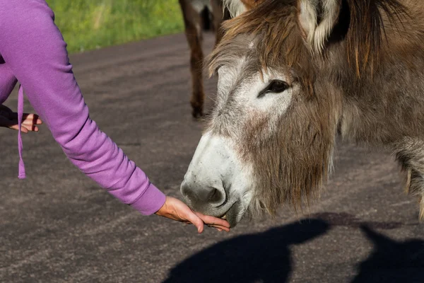 Burro salvaje — Foto de Stock