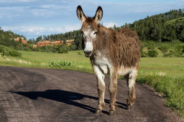 Wild burro — Stock Photo, Image