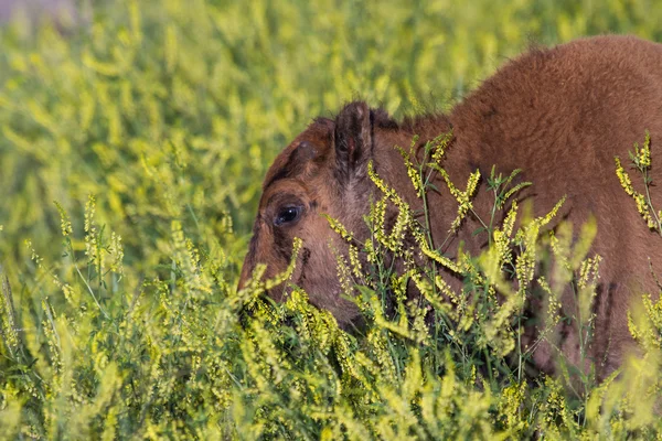 Buffalo μοσχάρι — Φωτογραφία Αρχείου