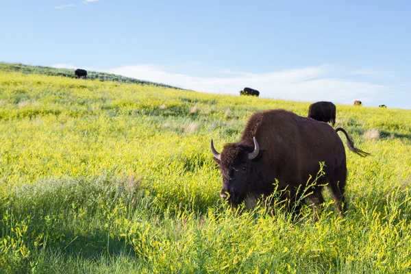 Erwachsene männliche Bisons oder Bufalos — Stockfoto