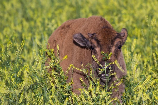 Ternero de búfalo — Foto de Stock