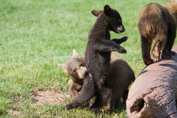Baby bear cubs — Stockfoto