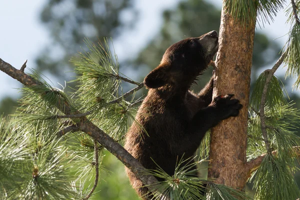 Black bear club — Stock Photo, Image