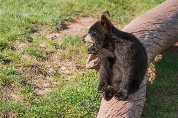 Beer cub portret — Stockfoto