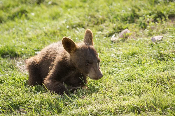 Cachorro oso marrón —  Fotos de Stock