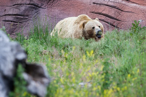 Medvěd grizzly — Stock fotografie