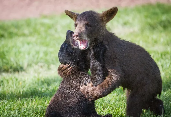 Oursons bébé ours — Photo