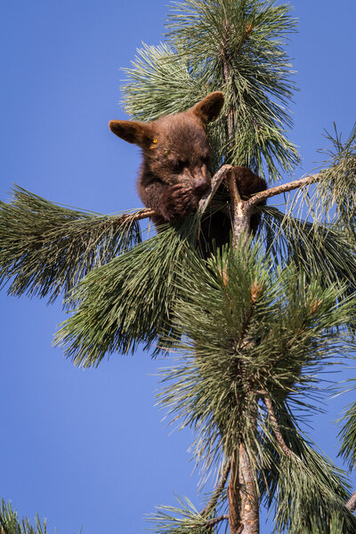 клуб бурых медведей
