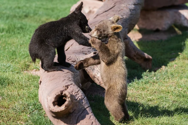 Baby bear cubs — Stock Photo, Image