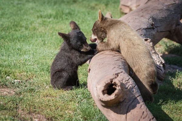 Baby bear cubs — Stock Photo, Image